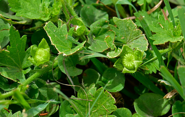 Modiola caroliniana, Carolina Bristlemallow